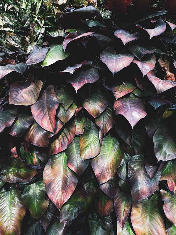 deep purple tipped green leaves