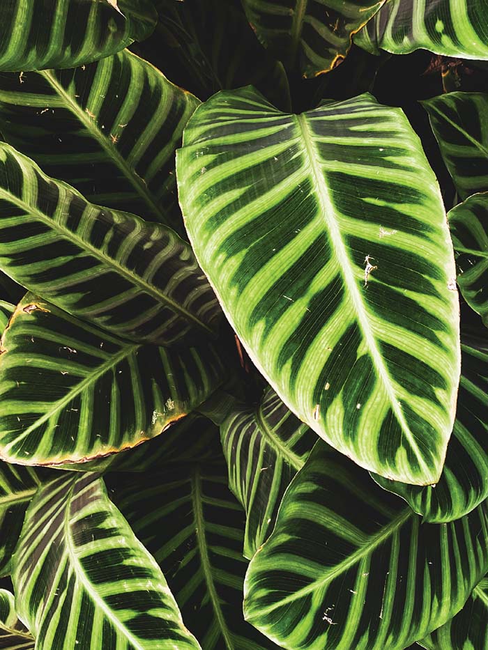 round green leaves with light veins